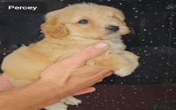 Maltipoo dogs for sale: Quality Champion Apricot Teddy toy Maltipoo's 🧸 - Image 5