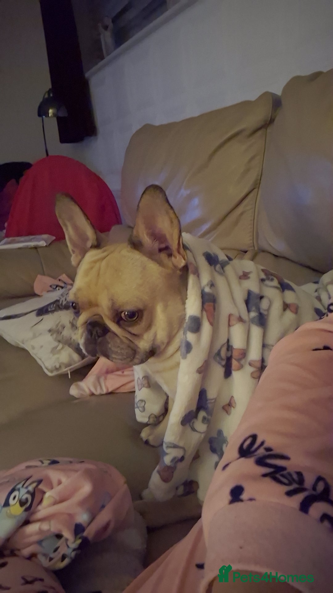 French Bulldog dogs for sale: French bulldog - Advert 2