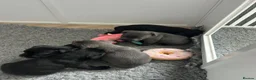 Staffordshire Bull Terrier dogs for sale: Beautiful black and blue staffy pups - Advert 11