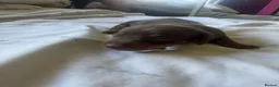 Dachshund dogs for sale: 3 beautiful dachshund pups  - Advert 2