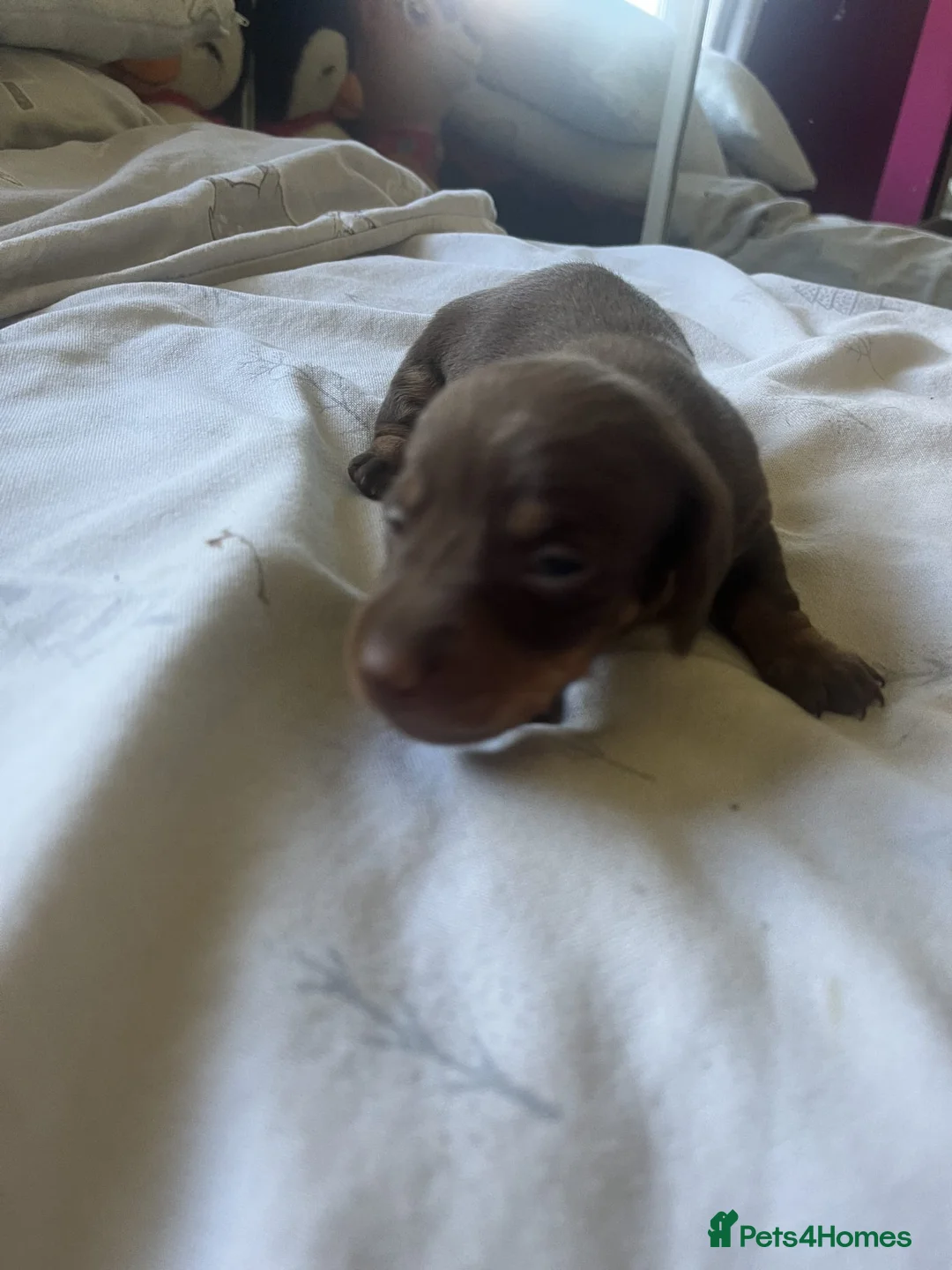 Dachshund dogs for sale: 3 beautiful dachshund pups  - Advert 2