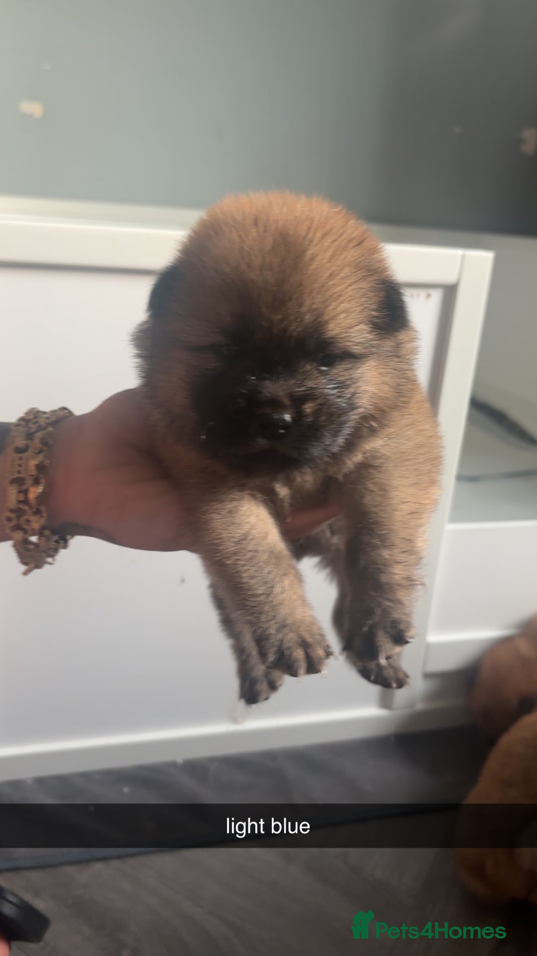 Chow Chow dogs for sale: 3 Stunning chow chow for sale  - Image 6