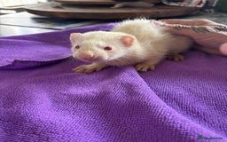 Ferret rodents for sale: Albino ferrets  - Image 3