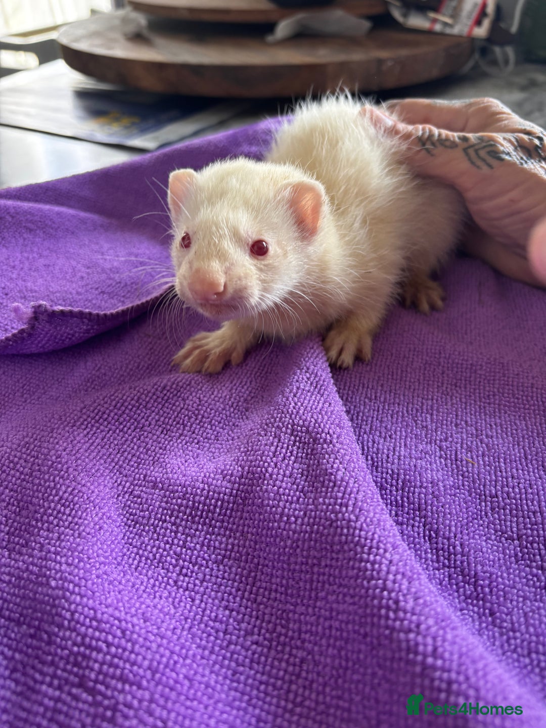 Ferret rodents for sale: Albino ferrets  - Image 3