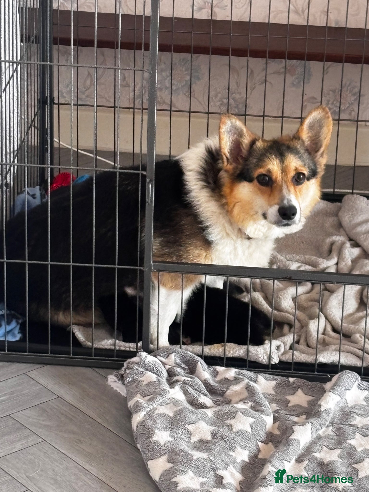 Welsh Corgi Pembroke dogs for sale: Stunning champion breed Tri Corgi Puppies  - Advert 12