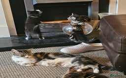 Mixed Breed cats for sale: Friendly Kittens. - Image 23
