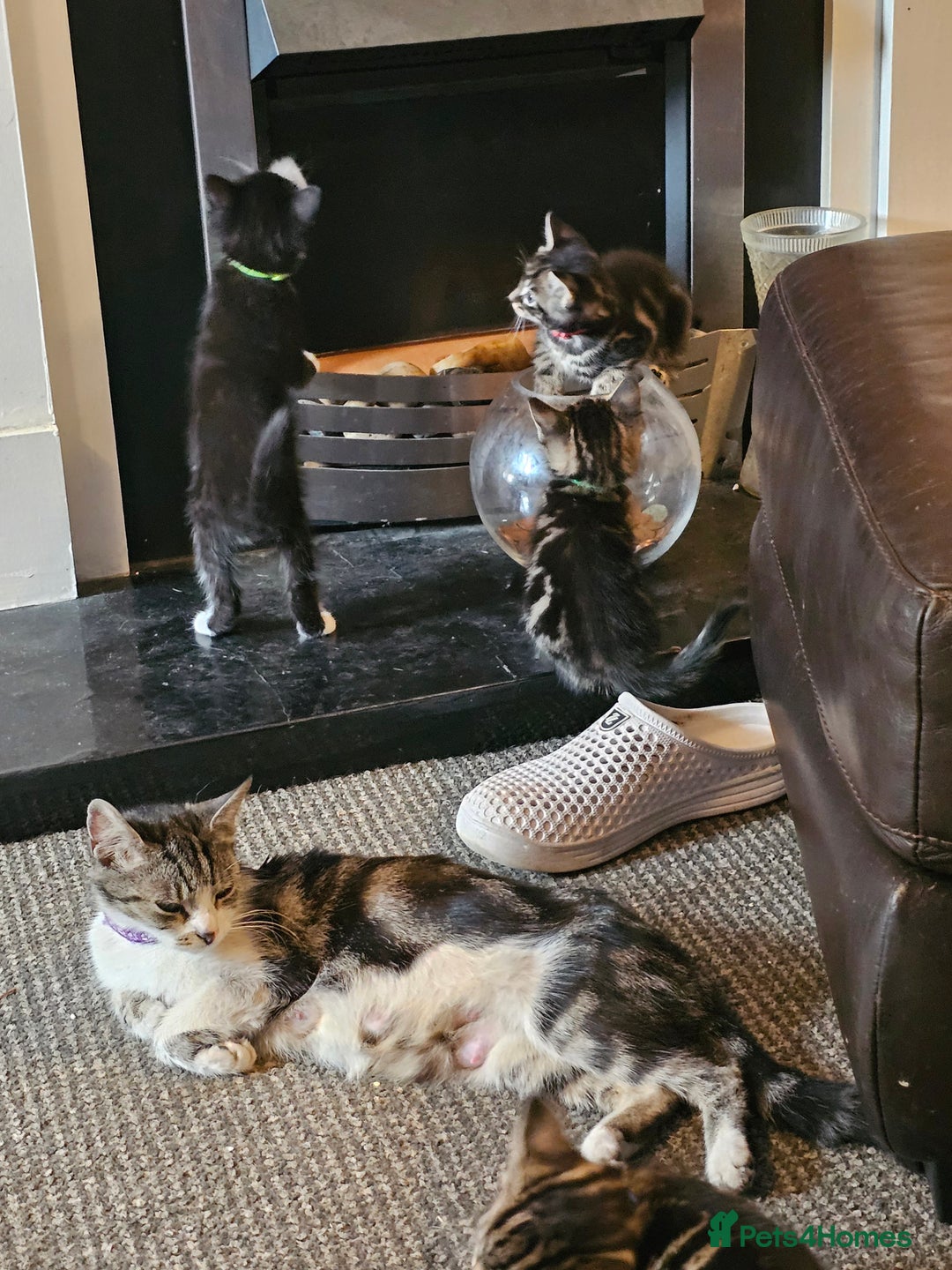 Mixed Breed cats for sale: Friendly Kittens. - Image 23