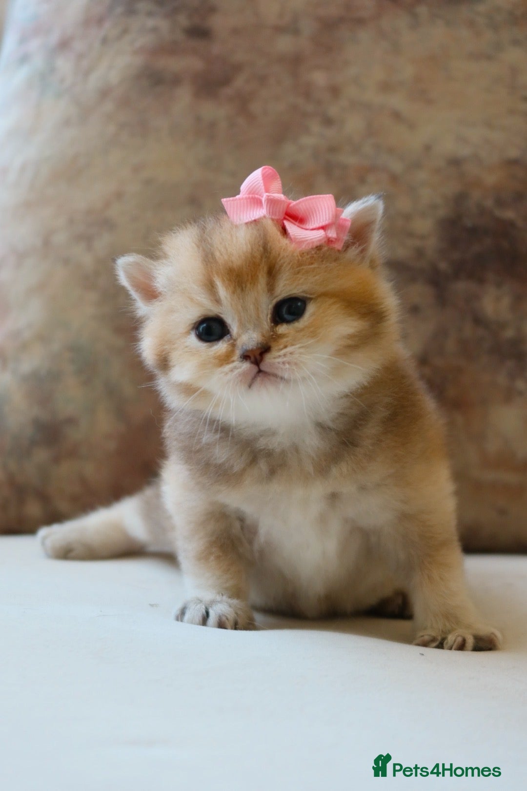 British Shorthair cats Golden British Shorthair Girl Kitten - Registered - Advert 2