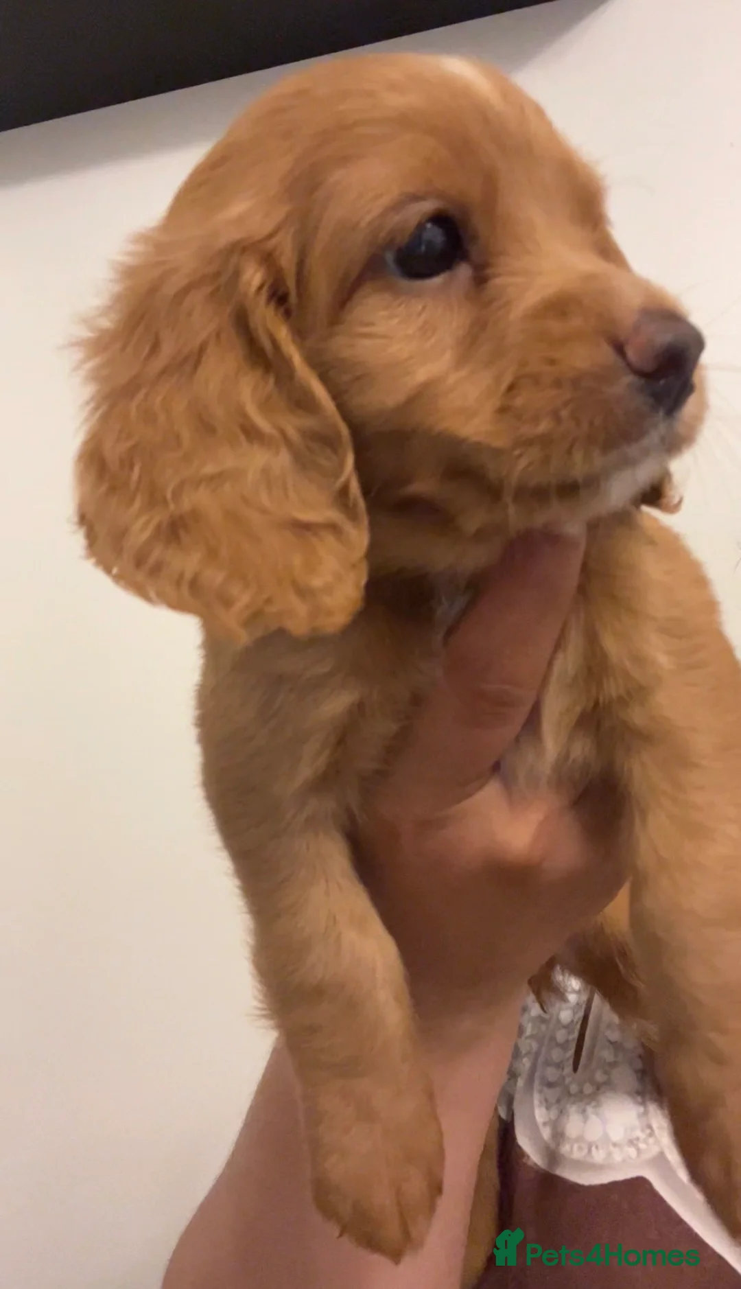 Cockapoo dogs for sale: Cockapoo  - Advert 2