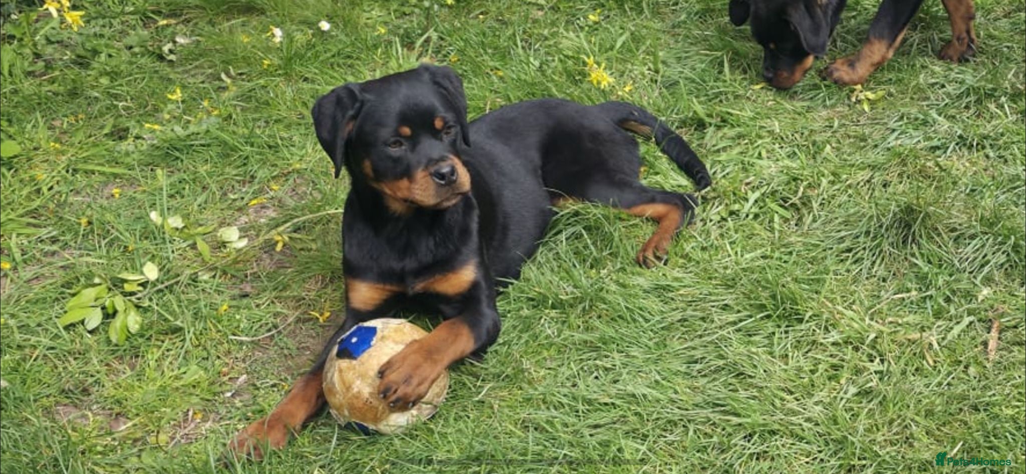Rottweiler dogs KC ROTTWEILER  - Advert 2