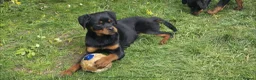 Rottweiler dogs for sale: KC Top ROTTWEILER Puppies , German blood - Advert 8