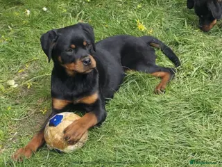 Rottweiler dogs KC ROTTWEILER - Advert 2