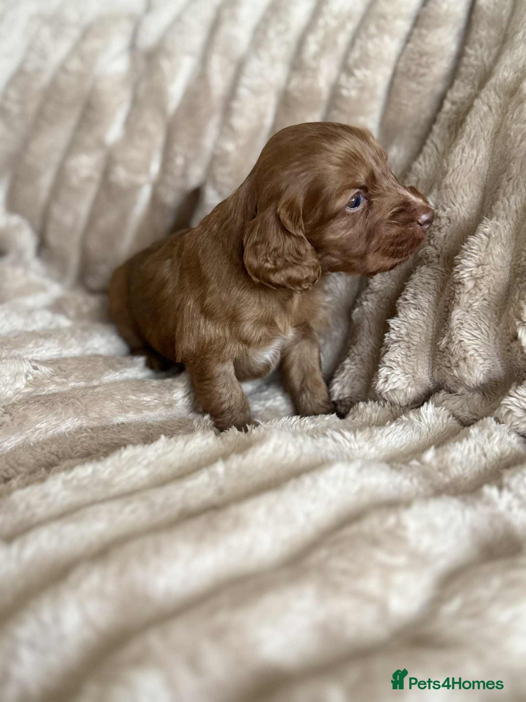 Cockapoo dogs for sale: Cockapoo F1B STUNNING COLOURS 4 available - Advert 30