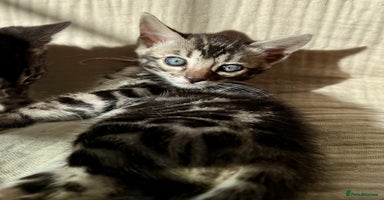 Bengal cats - Advert 9