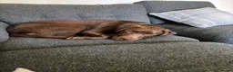 Labrador Retriever dogs for sale: Stunning chocolate Labrador  - Advert 11