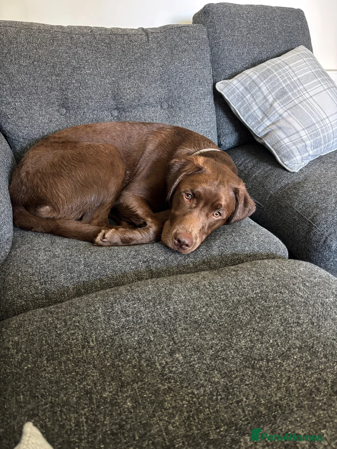 Labrador Retriever dogs for sale: Stunning chocolate Labrador  - Advert 11