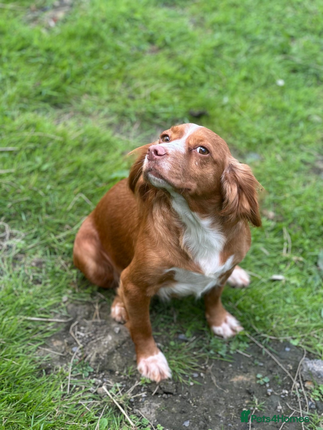 Cocker Spaniel dogs for sale: Cocker Spaniel  - Image 2