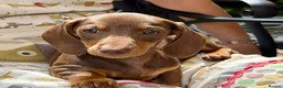 Dachshund dogs for sale:  LAST 3 Unique Dachshund Miniature KC Pups - Advert 17