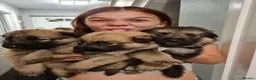 Mixed Breed dogs for sale: Shepskys 😍  in Colchester - Advert 6