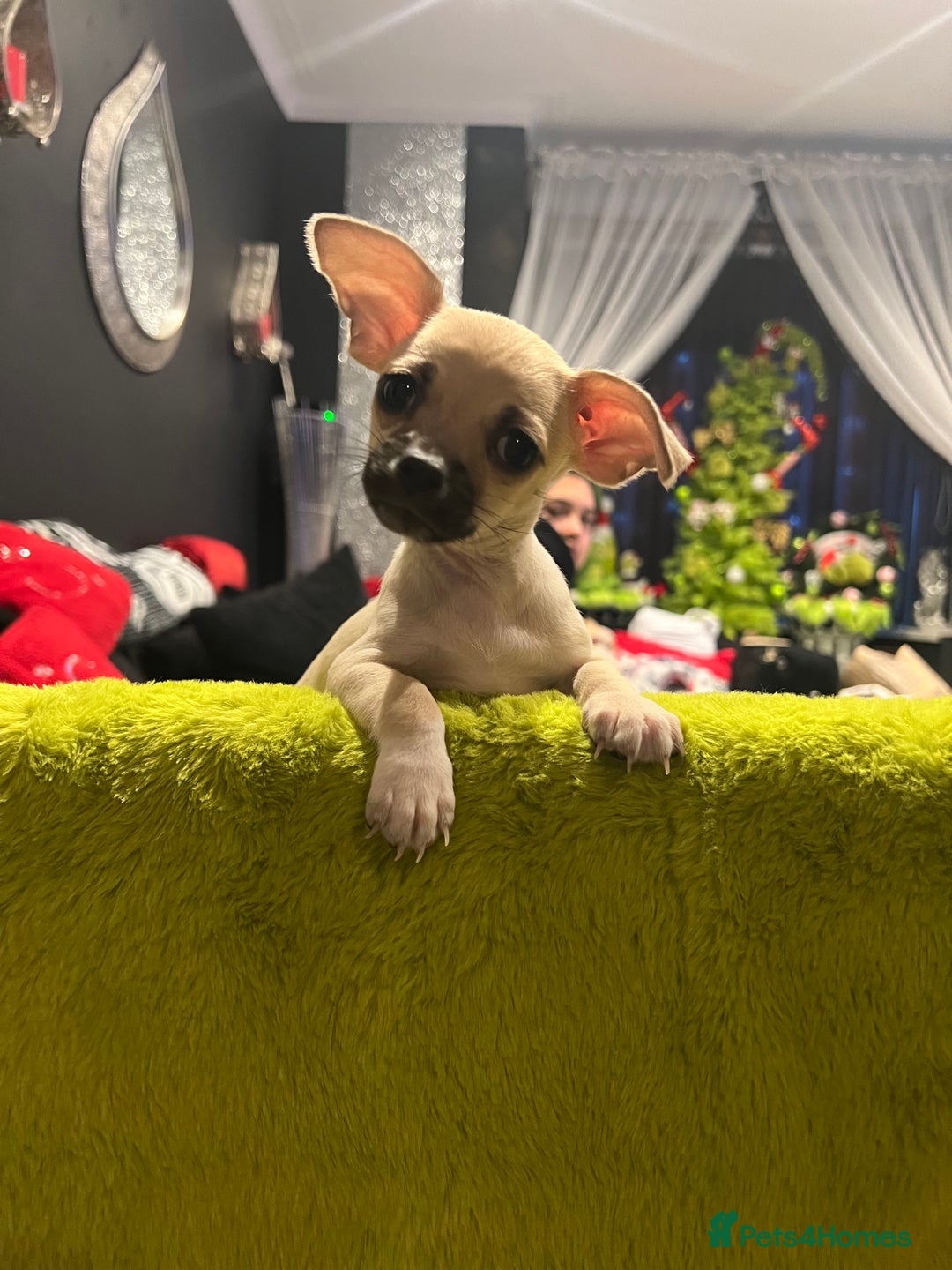 Chihuahua dogs for sale: Beautiful short hair chihuahua  - Advert 2