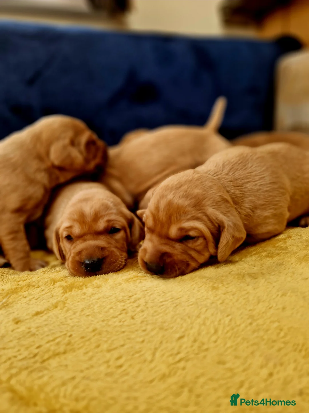 Labrador Retriever dogs for sale: KC REGISTERED FOX RED PUPPIES  in Bacup - Advert 1