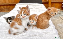 Mixed Breed cats for sale: Ginger Kittens from half Siamese mum - Image 18