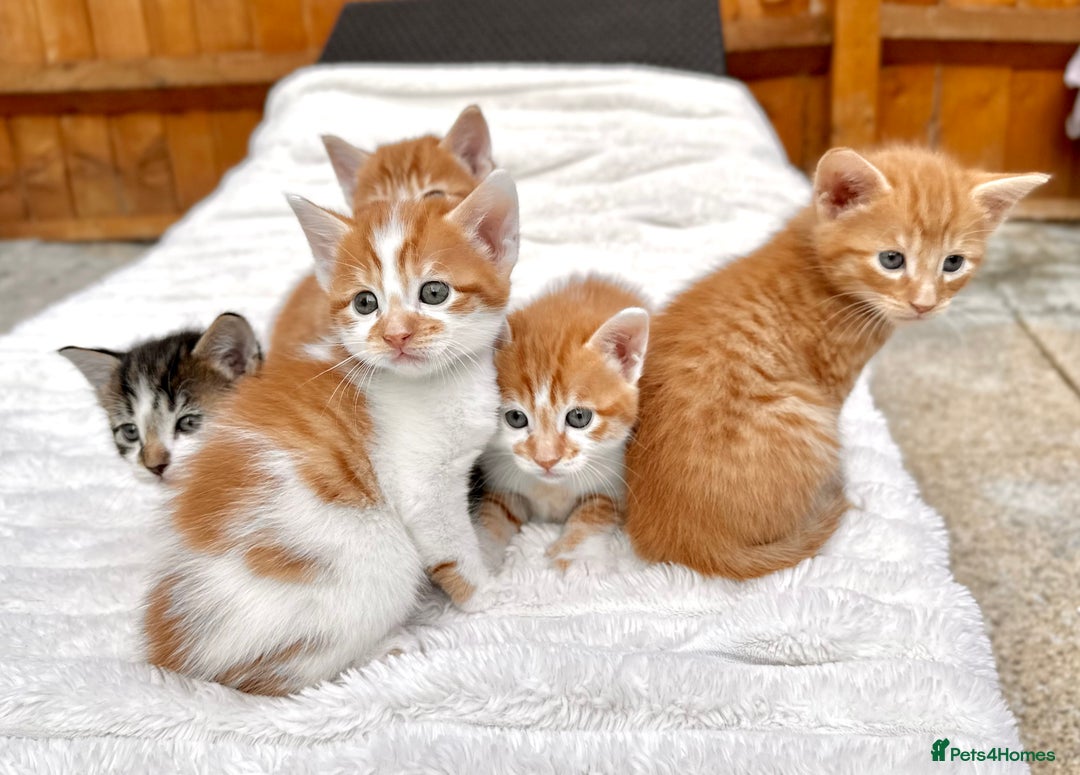 Mixed Breed cats for sale: Ginger Kittens from half Siamese mum - Image 18