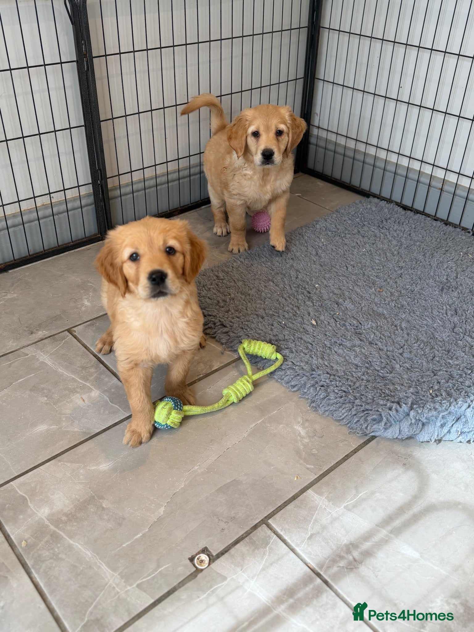 Golden Retriever dogs Beautiful KC Golden Retrievers  - Advert 1