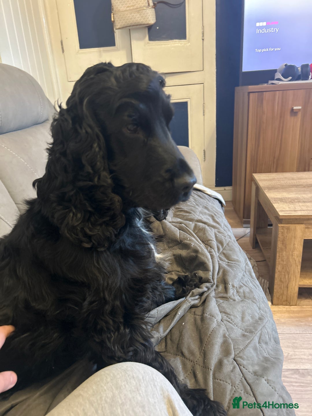 Cocker Spaniel dogs for sale: Show cocker spaniel  - Advert 1