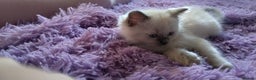 Ragdoll cats for sale: Tica registered ragdoll kittens - Advert 4