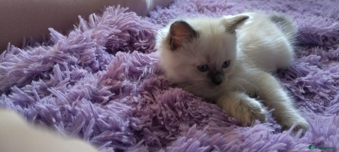 Ragdoll cats for sale: Tica registered ragdoll kittens - Advert 4