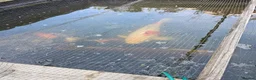 Koi Carp fish for sale: KioCarp  in Corby - Advert 10