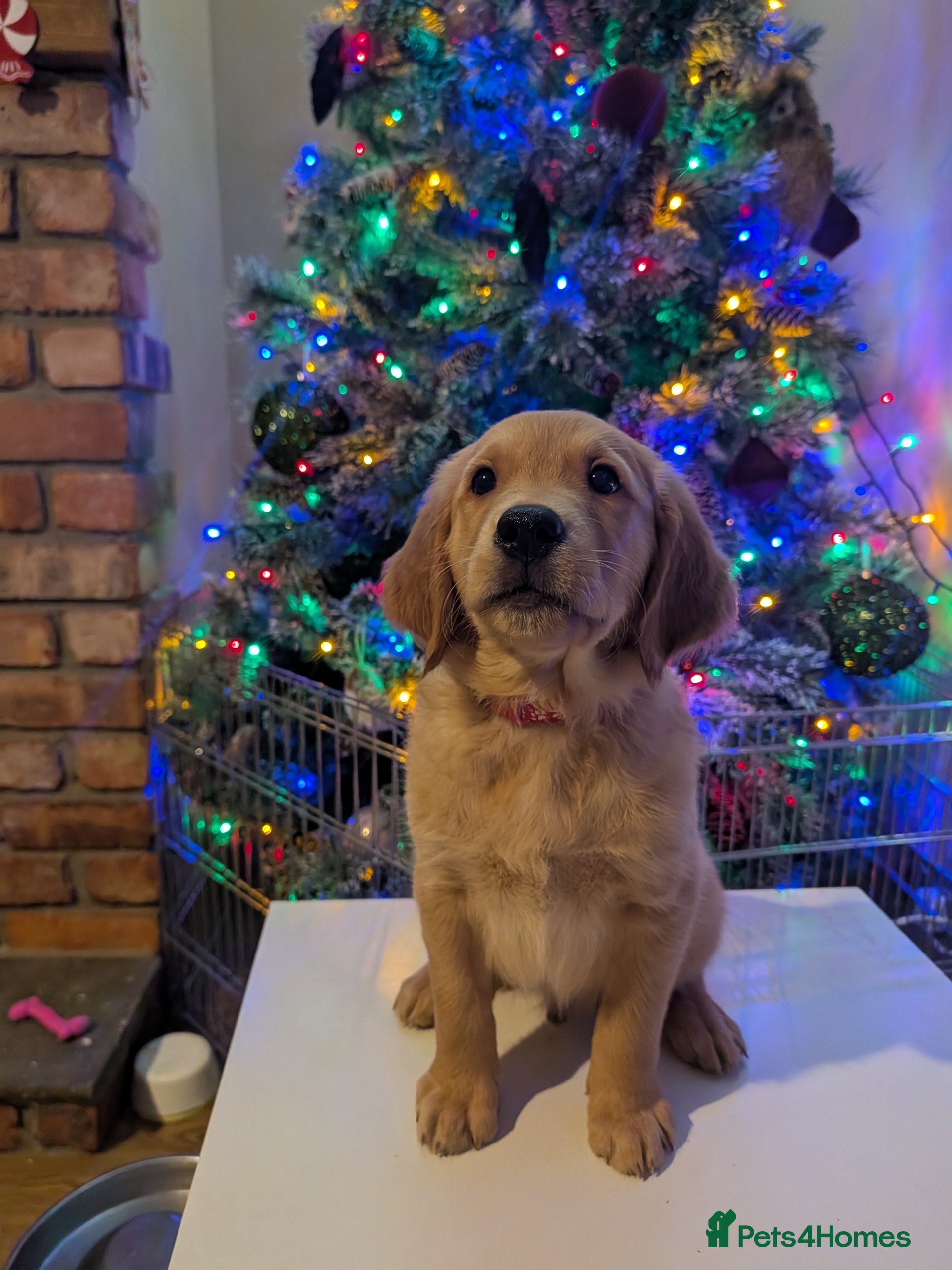 Golden Retriever dogs KC Registered Golden Retriever Puppies  - Advert 15