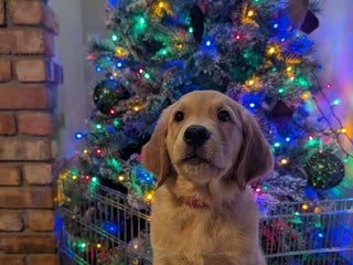 Golden Retriever dogs KC Registered Golden Retriever Puppies - Advert 15