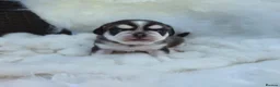 Pug dogs for sale: Royal Blue Litter - Exclusive Showline  - Advert 27