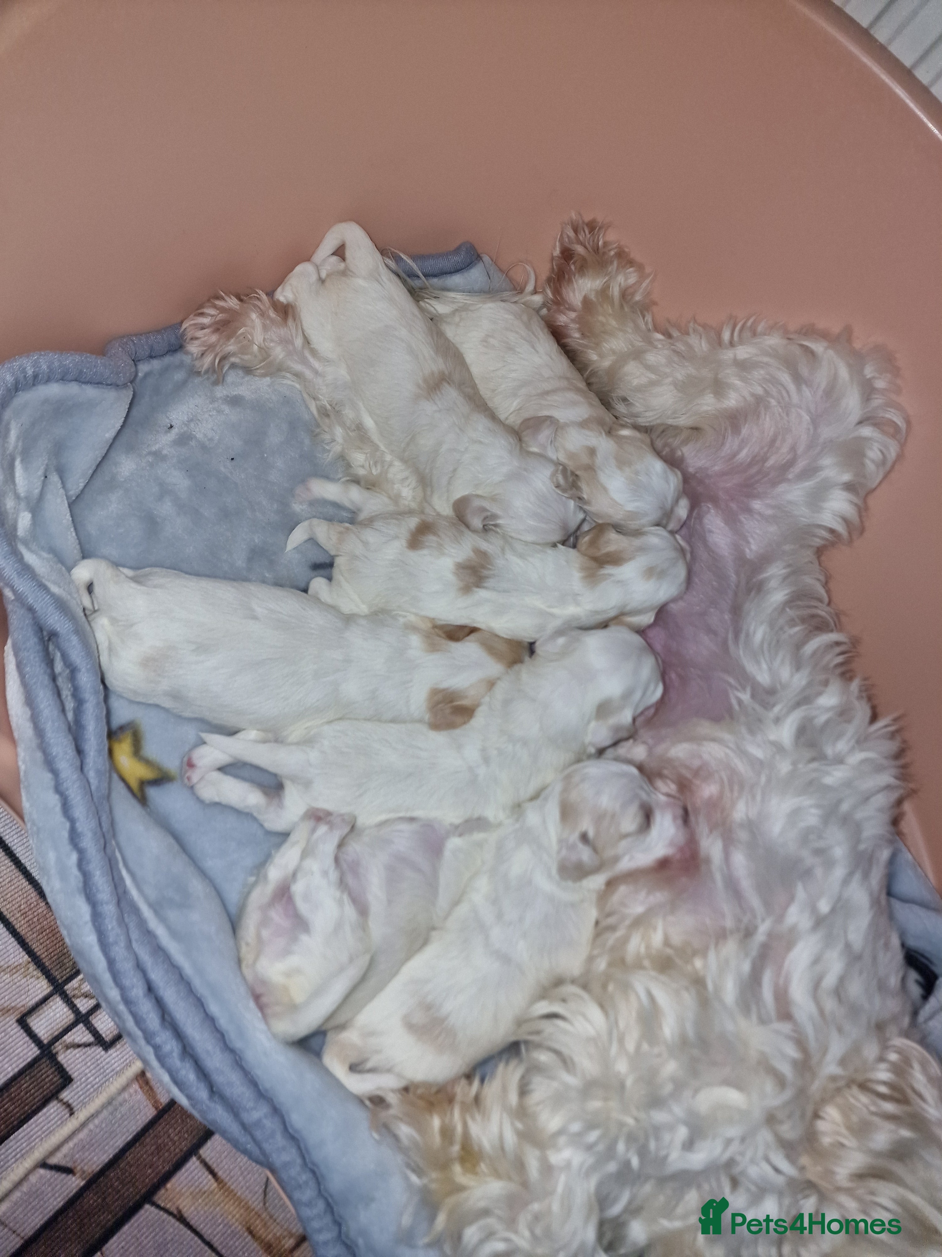 Bichon Frise dogs Pure white bichone frise - Advert 9