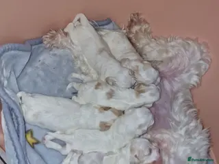 Bichon Frise dogs Pure white bichone frise - Advert 5