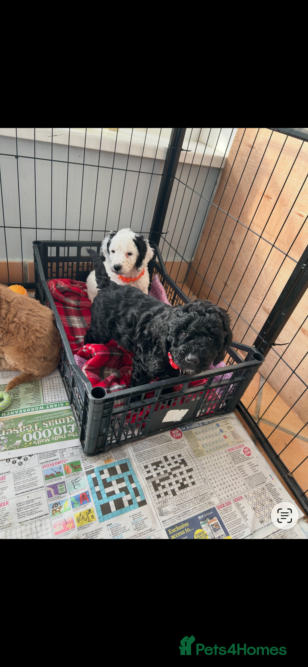 Cockapoo dogs for sale: Cockapoo - Advert 4