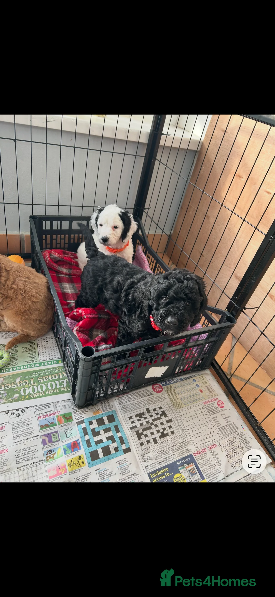 Cockapoo dogs for sale: Cockapoo - Advert 4