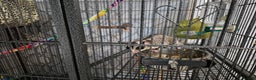 Sugar Glider rodents for sale: Male and Female Sugar Gliders  - Advert 1