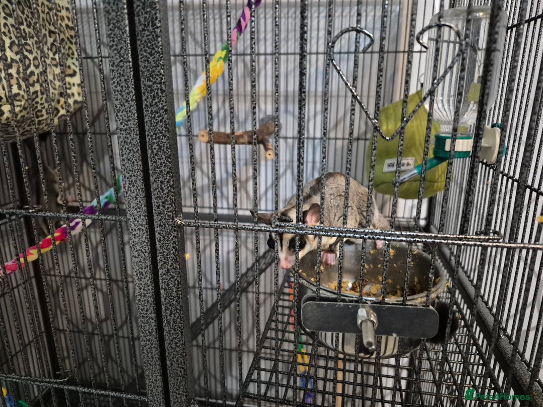 Sugar Glider rodents for sale: Male and Female Sugar Gliders  - Advert 1