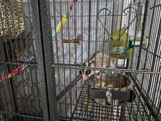 Sugar Glider rodents Male and Female Sugar Gliders - Advert 3