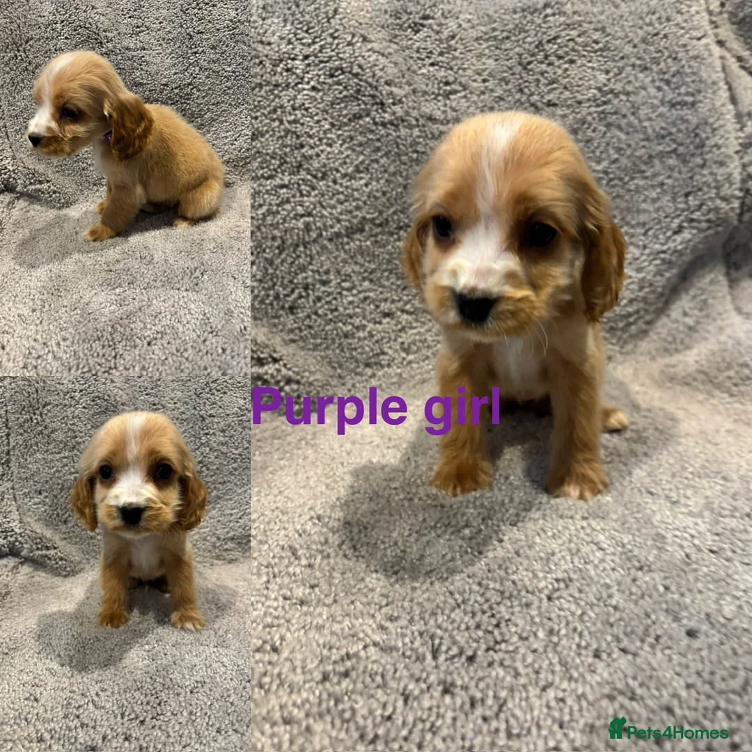 Cocker Spaniel dogs for sale: Beautiful show type cocker spaniel puppys - Advert 7