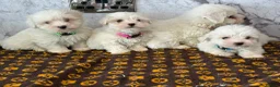 Coton De Tulear dogs for sale: Coton du tulear pups - Advert 3