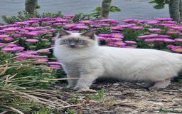 Ragdoll cats for sale: Ragdoll Kittens  - Image 13