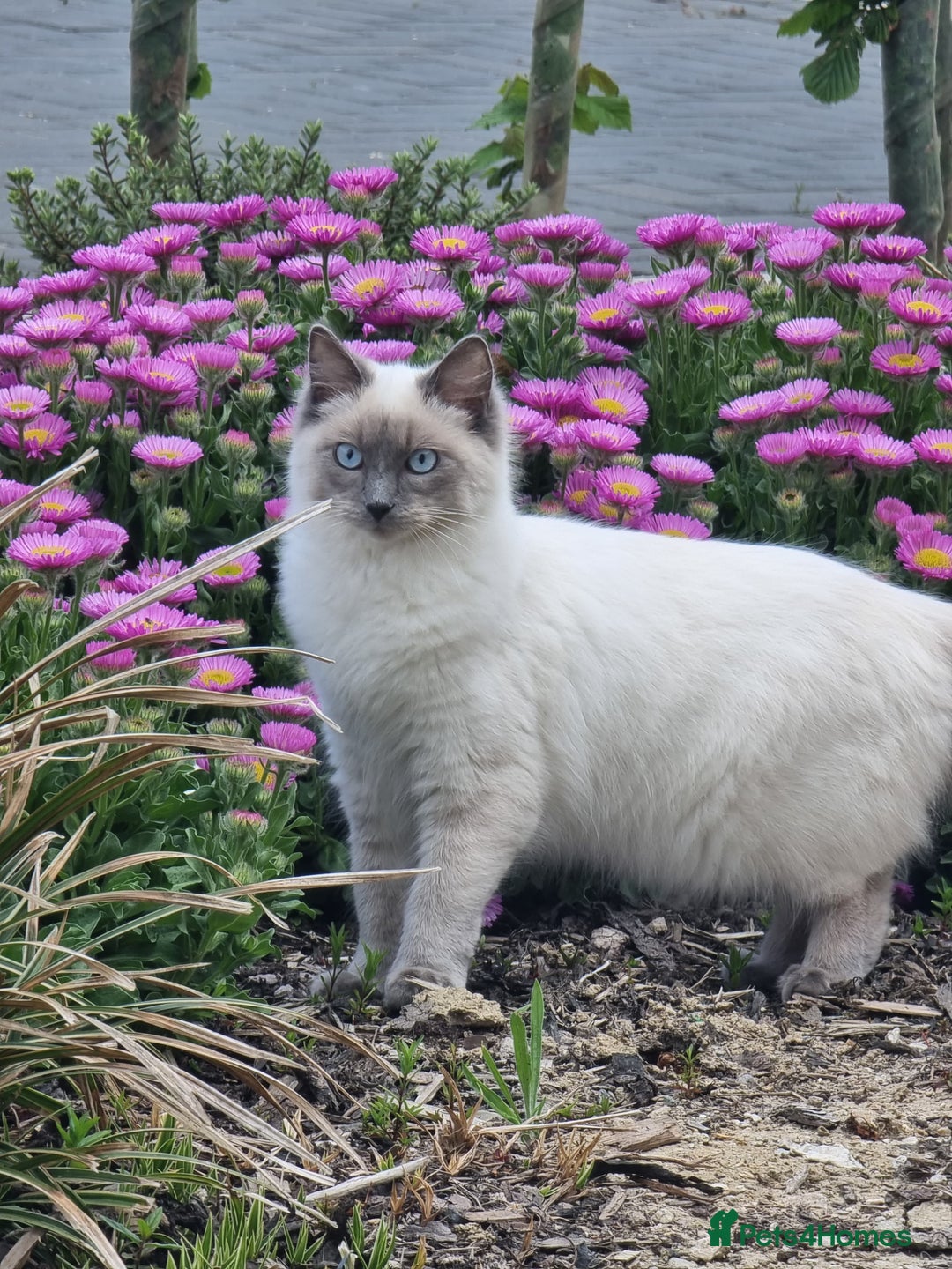 Ragdoll cats for sale: Ragdoll Kittens  - Image 13