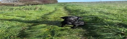 Labrador Retriever dogs for stud: KENLEAP SCARECROW 2yr old stud dog  in Basingstoke - Advert 2