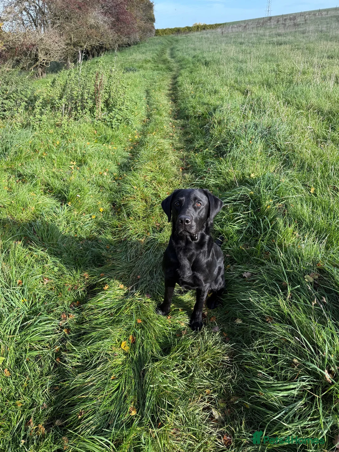 Labrador Retriever dogs for stud: KENLEAP SCARECROW 2yr old stud dog  in Basingstoke - Advert 2