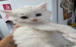 Brazilian Shorthair cats for sale: Kittens for sale - Image 3