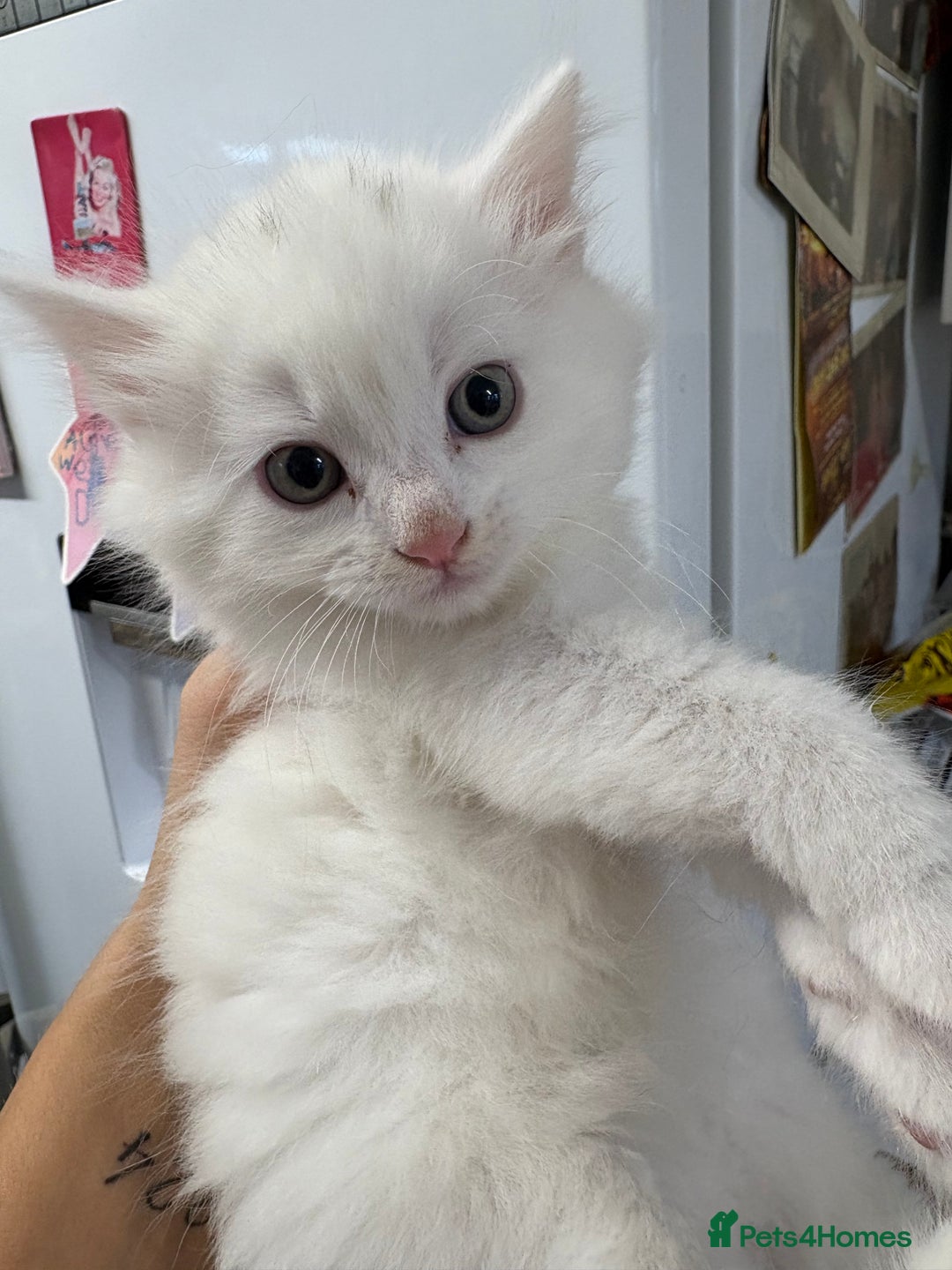 Brazilian Shorthair cats for sale: Kittens for sale - Image 3